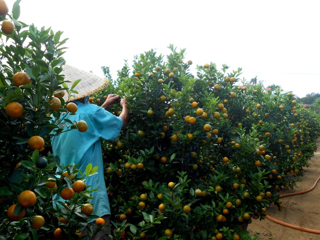 Tuy nhiên hiện nay thương lái thu mua khá chậm