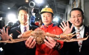 Hơn 1 tỷ đồng cho một con cua tuyết Nhật Bản