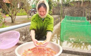 Tết ấm no nhờ nuôi cá chép đỏ phục vụ ngày Táo quân về trời