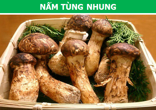 Những loại nấm quý hiếm và đắt đỏ nhất thế giới - 1