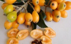 Sự thật về quả biwa Nhật 4 triệu/kg khiến dân Hà Thành phát “sốt”