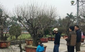 Chiêm ngưỡng những cây đào thế “tiền triệu” tại chợ hoa xuân