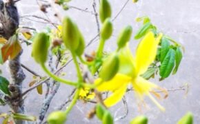 Hết Tết, mai vàng vẫn “ngậm” nụ xanh