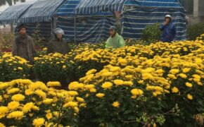 Tết Nguyên đán cận kề, người bán hoa thấp thỏm âu lo