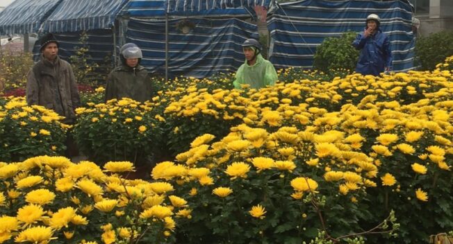 Tết Nguyên đán cận kề, người bán hoa thấp thỏm âu lo