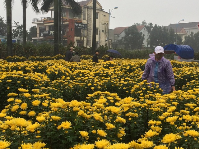 Người dân đứng ngồi không yên do sát Tết nhưng lượng hoa vẫn còn nhiều