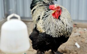 Tận mắt những giống gà “quý tộc” giá nghìn đô la của dân chơi Việt