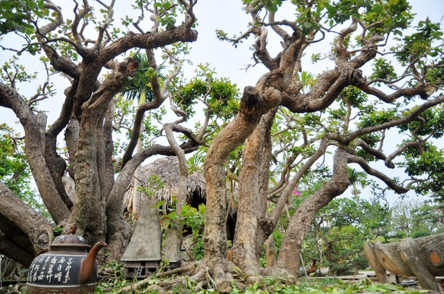 Cây trâm vôi có dáng tự nhiên và tuổi đời lên tới hàng trăm năm