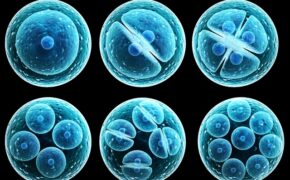 Đừng trông chờ phép màu, hãy tìm hiểu ngay liệu pháp chữa trị bệnh và chống lão hóa này!