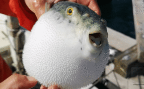 Có thể gây chết người, tại sao cá Nóc vẫn là món ăn đắt đỏ?