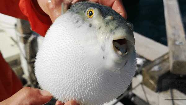 Có thể gây chết người, tại sao cá Nóc vẫn là món ăn đắt đỏ?