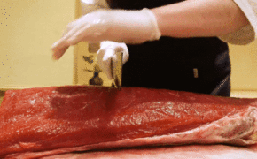 Vì sao cá ngừ vây xanh có giá lên tới hàng chục tỷ đồng?