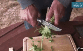 Tại sao Wasabi “thật” lại đắt đỏ và khan hiếm đến như vậy?