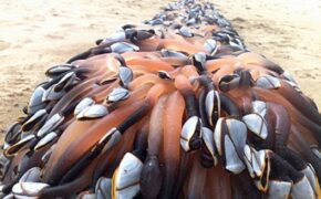 Choáng với cái giá “trên trời” của những loài sinh vật biển đắt nhất thế giới