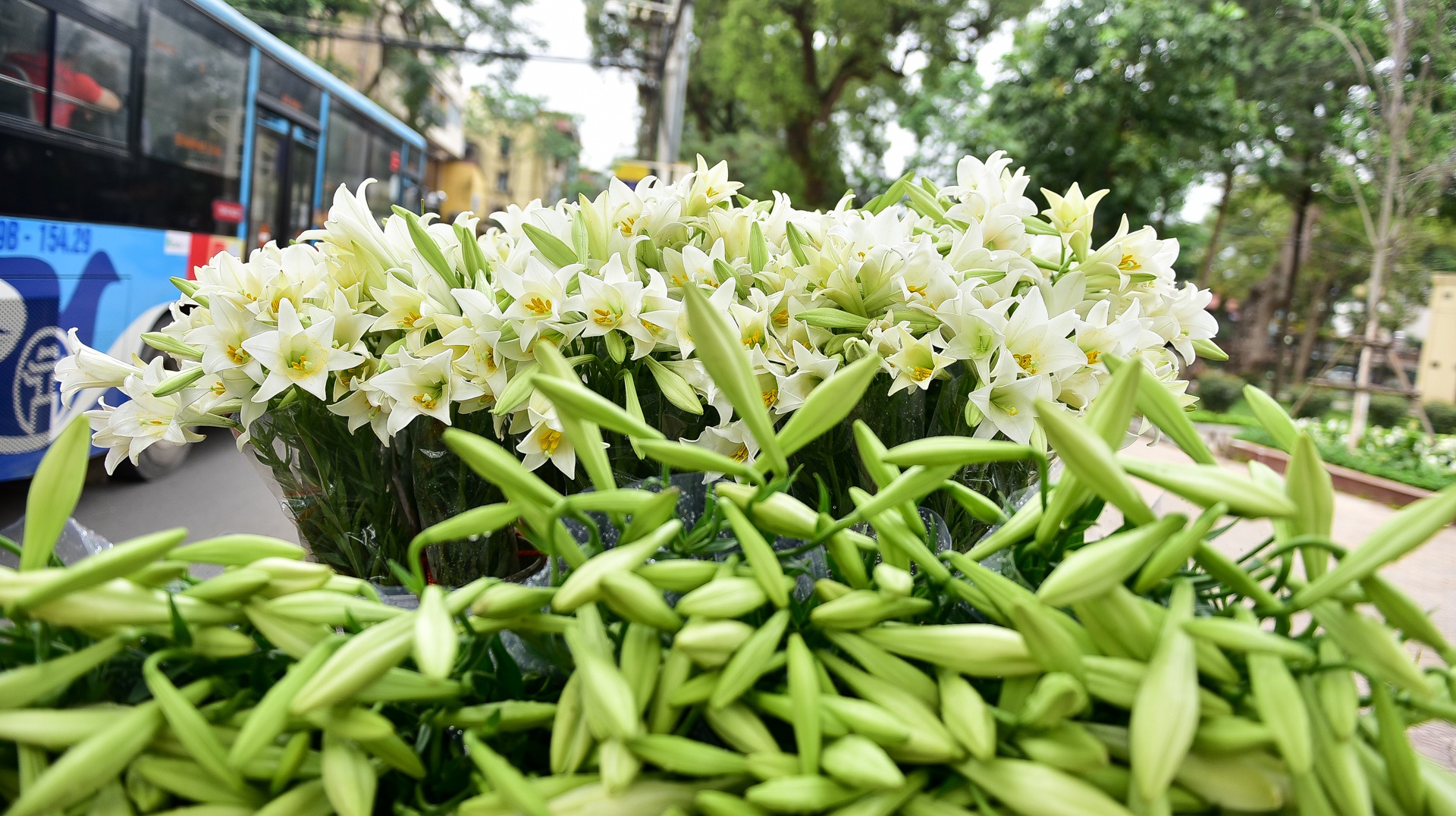 Tháng tư về, hoa loa kèn tinh khôi xuống phố Hà Nội - 2