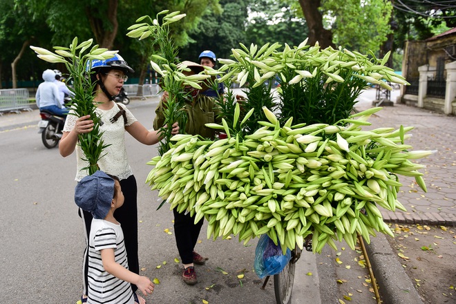 Tháng tư về, hoa loa kèn tinh khôi xuống phố Hà Nội - 15