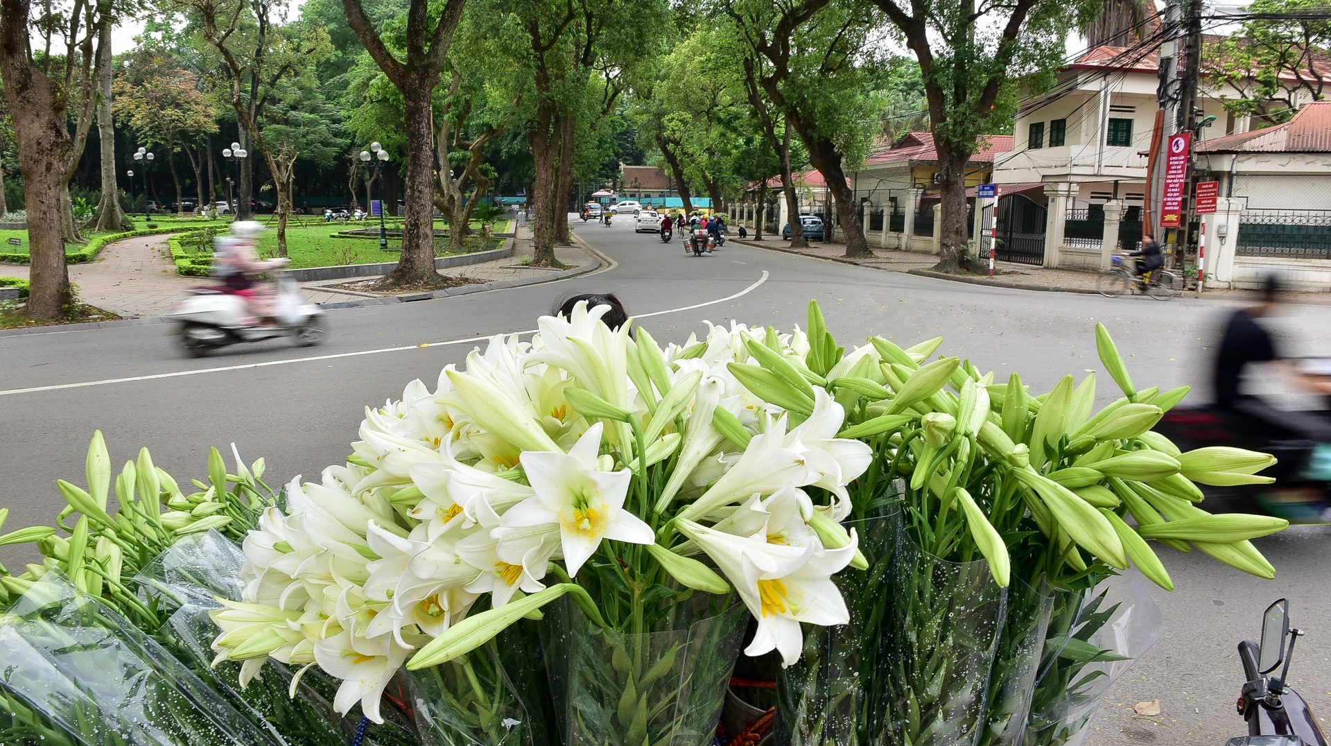 Tháng tư về, hoa loa kèn tinh khôi xuống phố Hà Nội - 1