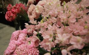 Người Hà Nội ngất ngây trước 50 loài hoa tươi rói đến từ Nhật Bản