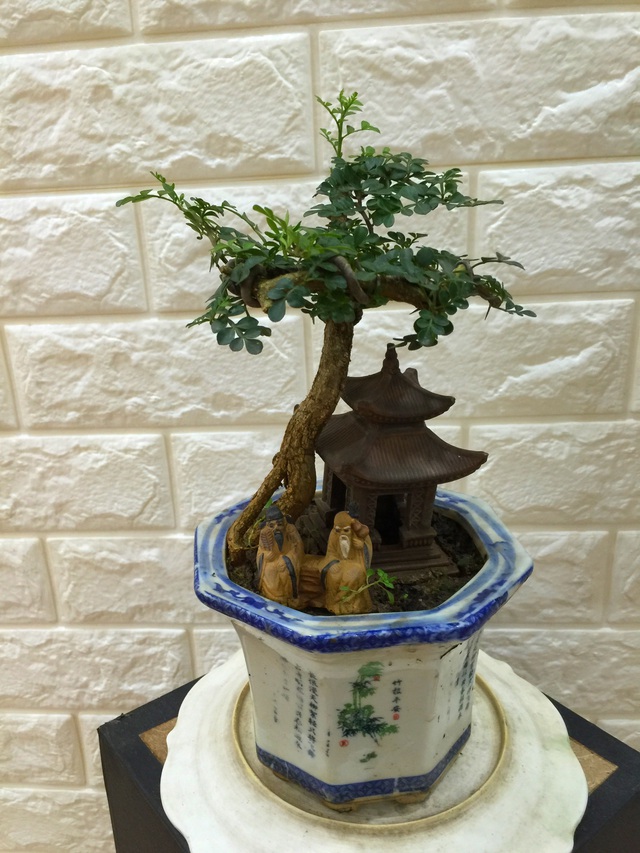 Hoa tuyết mai, đào mini, bonsai siêu nhỏ được dân chung cư chuộng chơi Tết sớm - 8