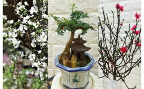 Hoa tuyết mai, đào mini, bonsai siêu nhỏ được dân chung cư chuộng chơi Tết sớm