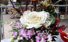 Ngắm muôn hoa Xuân khoe sắc giữa thành Vinh