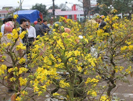 Ngắm muôn hoa Xuân khoe sắc giữa thành Vinh  - 13