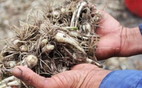 Dân “khóc mếu” vì mùa kiệu Tết bị mưa lũ tàn phá