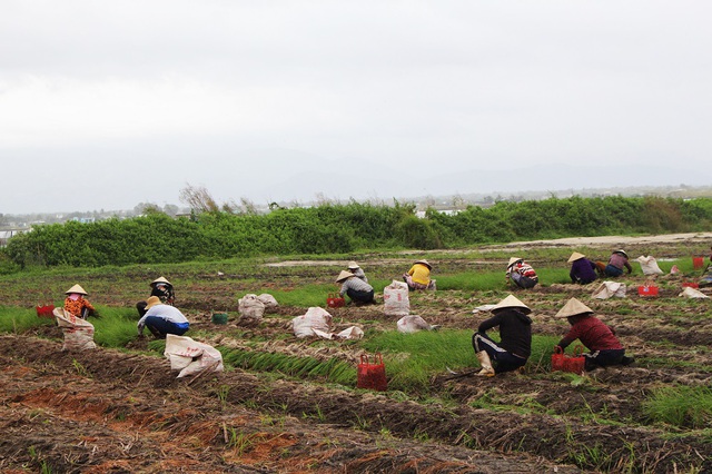 Dân “khóc mếu” vì mùa kiệu Tết bị mưa lũ tàn phá - 2