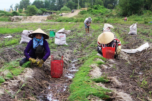 Người dân thu hoạch kiệu Tết ở phường Cam Nghĩa (TP Cam Ranh, Khánh Hòa) trước những ngày giáp Tết Đinh Dậu 2017