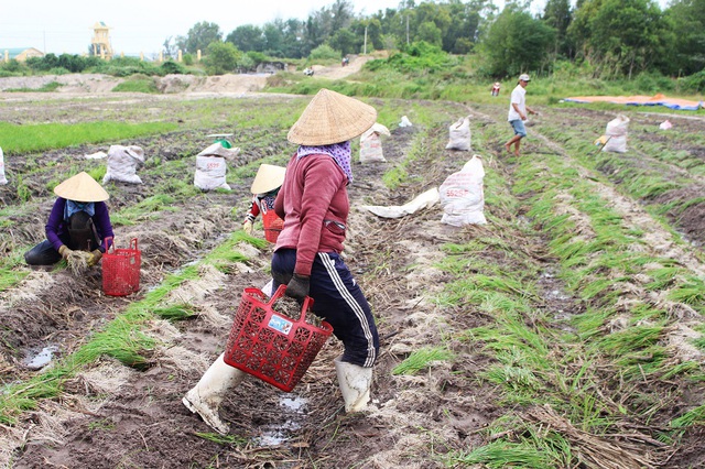 Dân “khóc mếu” vì mùa kiệu Tết bị mưa lũ tàn phá - 7