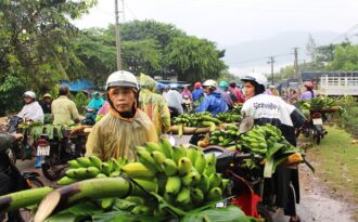 Nhộn nhịp chợ chuối Tết hơn 30 năm lớn nhất Nam Trung Bộ