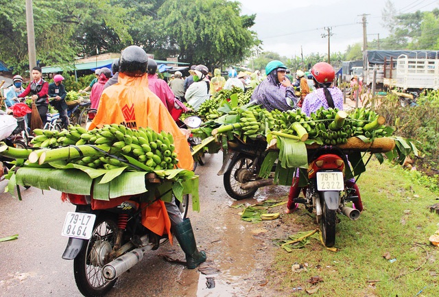 Phu chuối mang những buồng chuối to đẹp nhất trong vườn đi họp chợ chuối Tết lớn nhất năm