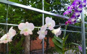 Ảnh dự thi số 4: Ngôi nhà vườn đơn sơ – Chốn bình yên đi về