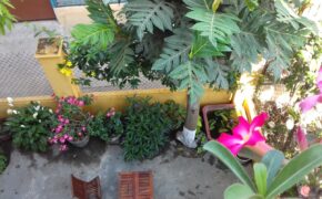 Ảnh dự thi số 8: Vườn nhà lảnh lót tiếng chim hót