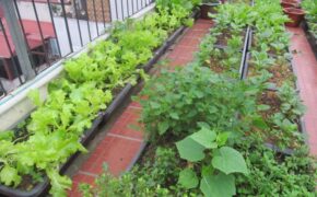 Ảnh dự thi số 11: Vườn rau xanh mướt trên sân thượng