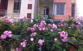 Ảnh dự thi số 12: Vườn nhỏ là “lá phổi lớn” của ngôi nhà