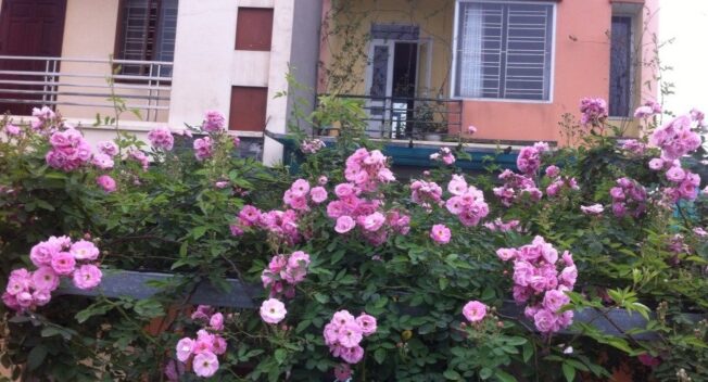 Ảnh dự thi số 12: Vườn nhỏ là “lá phổi lớn” của ngôi nhà