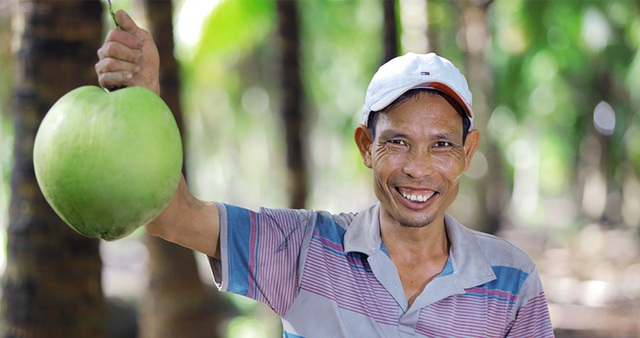 Những trái dừa được trồng theo chuẩn Organic nghiêm ngặt được bạn bè quốc tế đánh giá cao