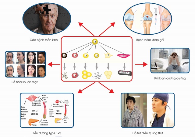 Công dụng của tế bào gốc