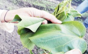 Kỳ quặc ăn Tết bằng… lá ngón