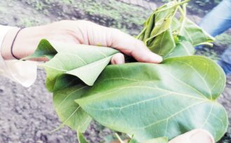 Kỳ quặc ăn Tết bằng… lá ngón