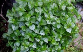 5 loại cây mọc hoang tại Việt Nam, sang nước ngoài trở thành “thần dược” đắt giá