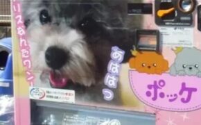 Ngỡ ngàng với những chiếc máy bán hàng tự động “có một không hai” ở Nhật Bản