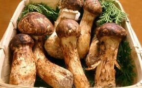 Những loại nấm quý hiếm và đắt đỏ nhất thế giới