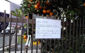 Những “chuyện nhỏ” ở Nhật nhưng khiến cả thế giới ngỡ ngàng