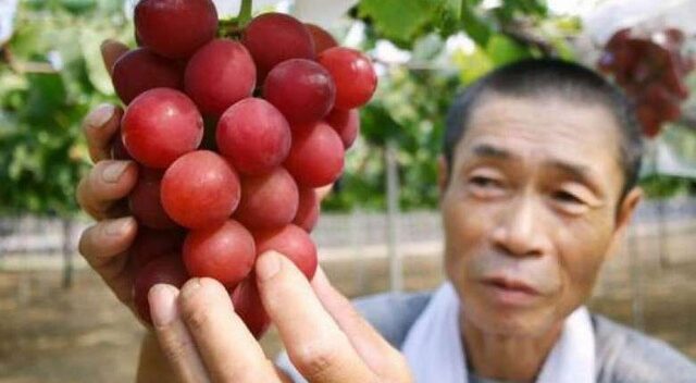 7 loại trái cây đắt đỏ bậc nhất thế giới chỉ dành cho nhà giàu