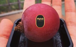 Nho đắt nhất thế giới 11 triệu/chùm, nhà giàu Việt mua lẻ 1 quả ăn thử