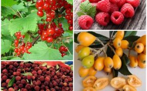 Nhiều trái cây giá bình dân ở nước ngoài về Việt hóa trái lạ đắt đỏ