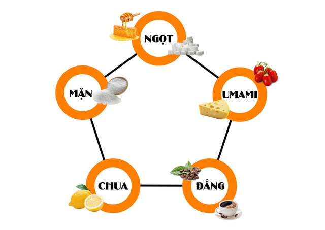 Bên cạnh 4 vị mà chúng ta đã biết, vị cơ bản thứ năm chính là vị umami