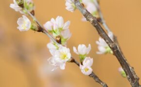 Anh Đào Sakura nhập khẩu Nhật  – thú chơi Hoa Tết xa xỉ hút khách